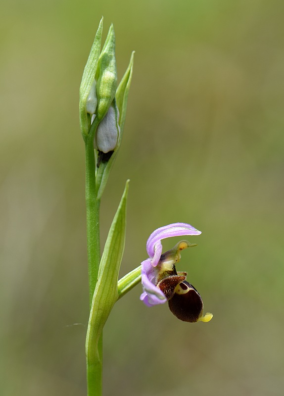 Ophrys santonica....quelques photos 12_27