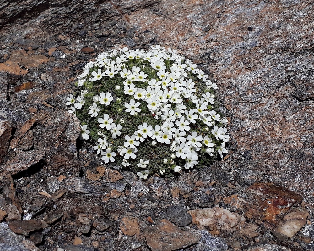 Haute-Tarentaise Fin août 14_18