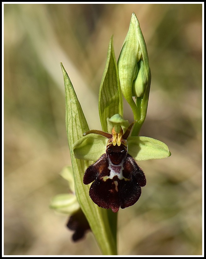 Ophrys fuciflora x insectifera ( Ophrys x devenensis) 1_282