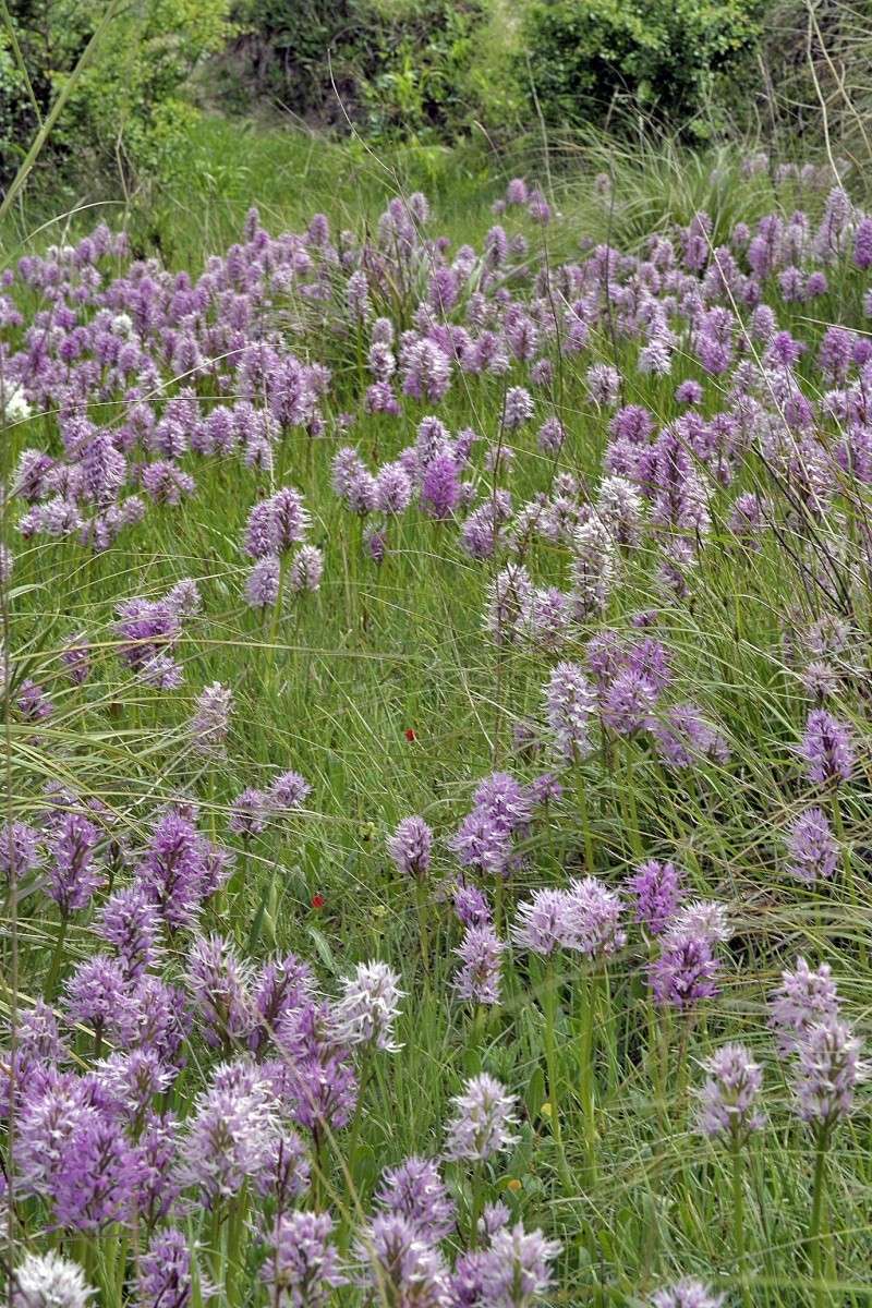 Orchis italica 20080410