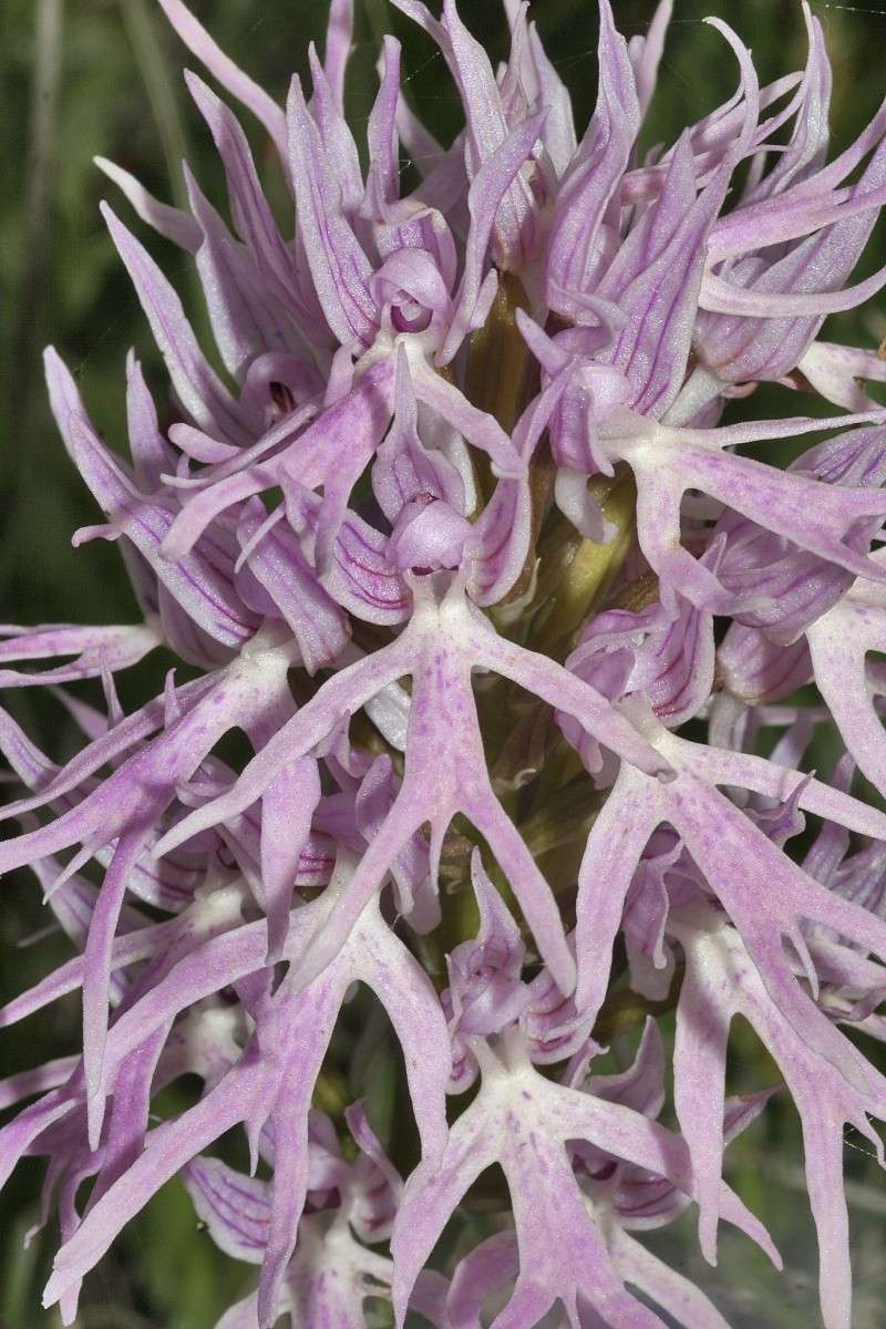 Orchis italica 20080411