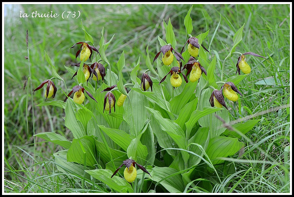 Cypripedium calceolus  ( Sabot de Vénus ) 227