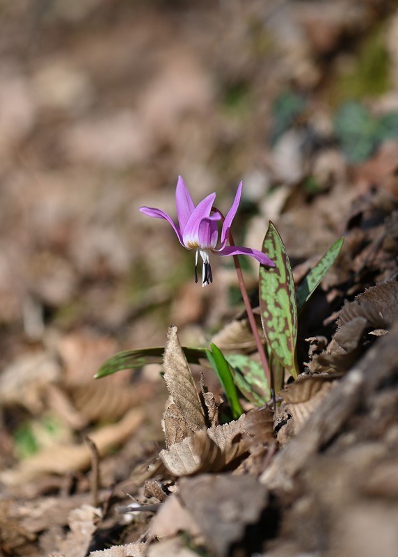 c'est le printemps en Savoie  2_66