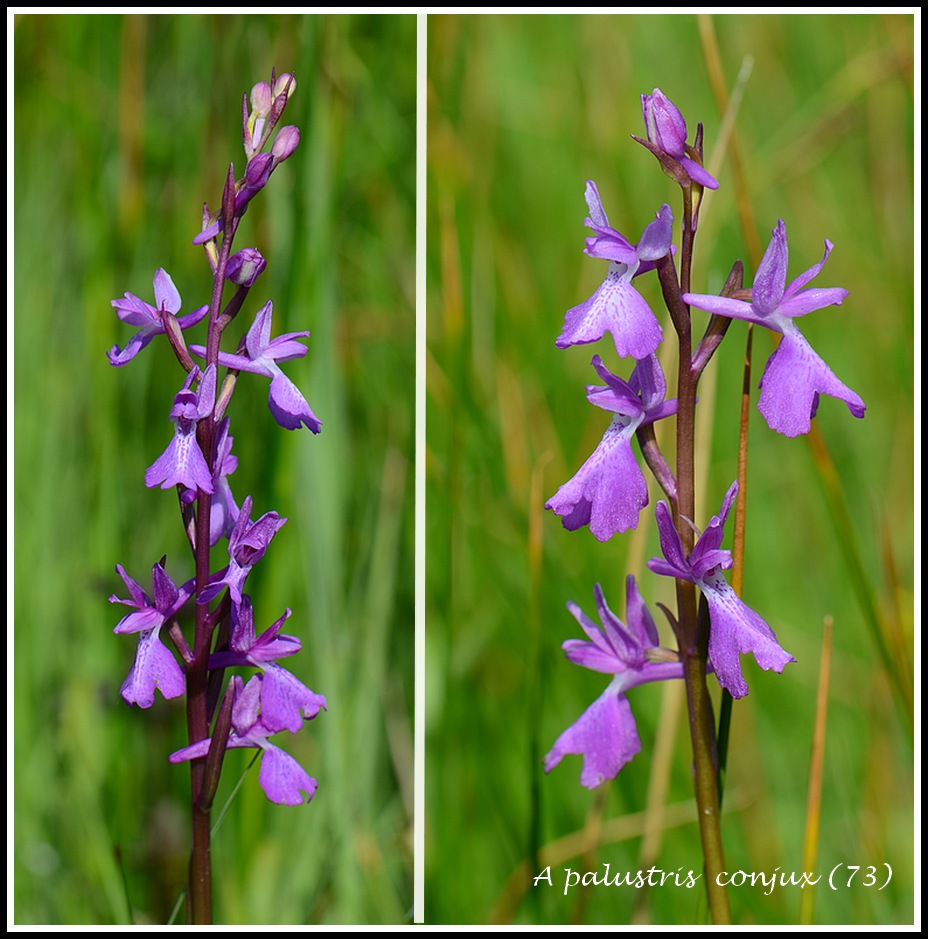 Anacamptis palustris ( Orchis des marais ) 405