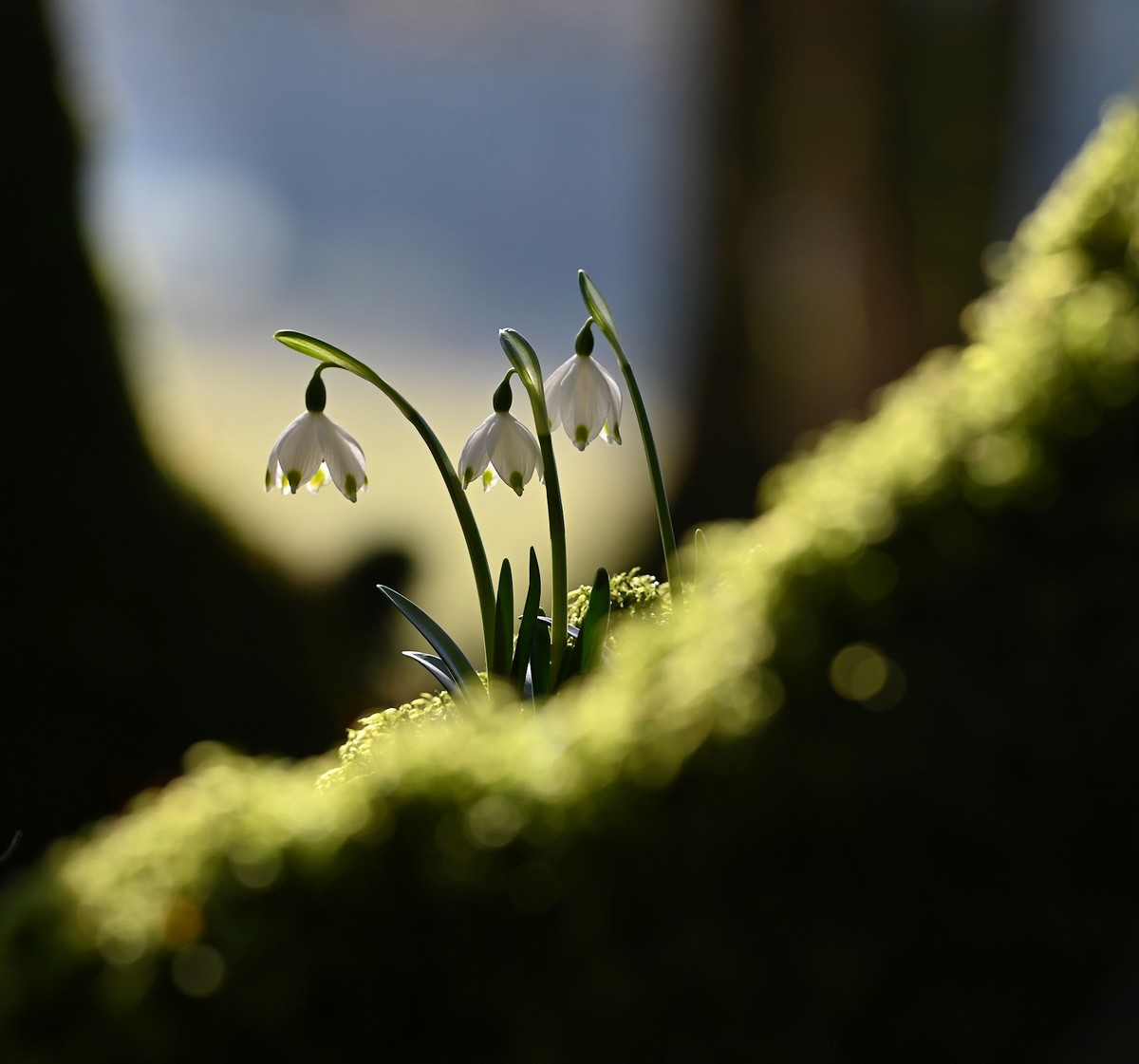 c'est le printemps en Savoie  4_11