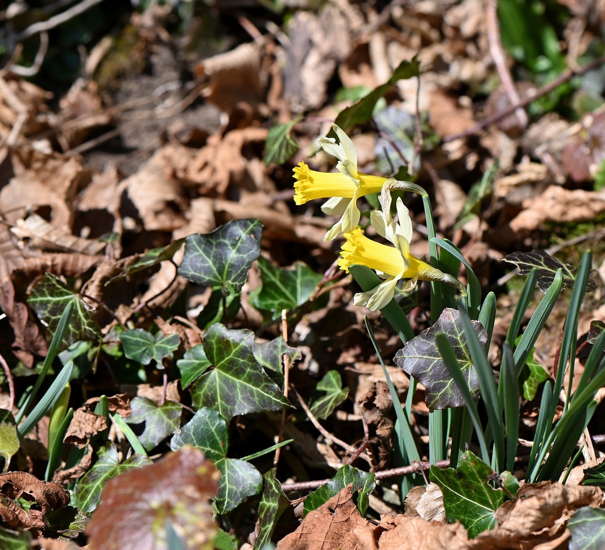 c'est le printemps en Savoie  6_4