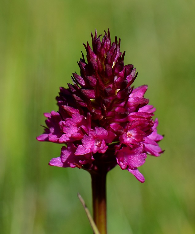 Gymnadenia conopsea × Gymnadenia rhellicani Bellecombeiseran166