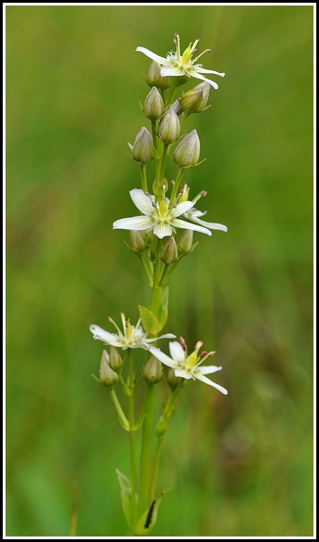 sortie en bauges (73) Creusates051