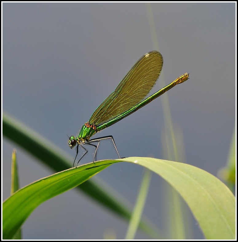 libellules du jour  Csplendens