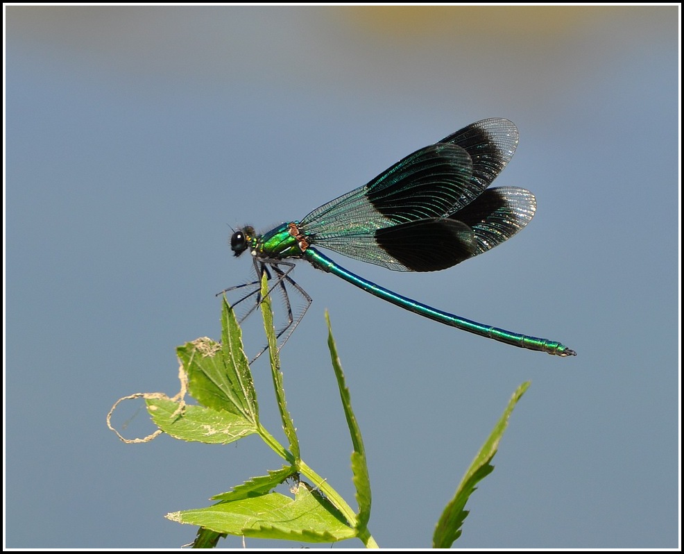 libellules du jour  Csplendens2