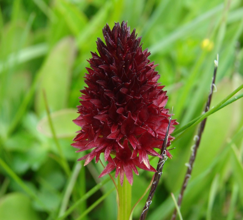 Gymnadenia ( Nigritella ) rhellicani ( N. de Rellikon ) D