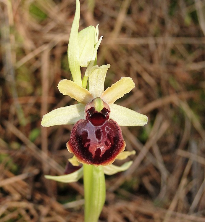 Ophrys passionis ( Ophrys de la Passion ) Dsc00367