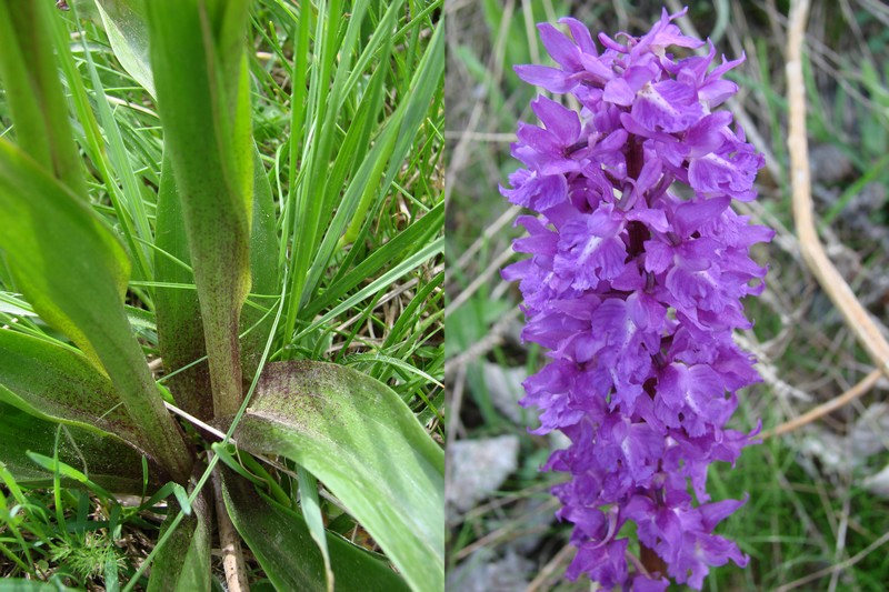 Orchis ovalis ( Orchis superbe ) Dsc02822