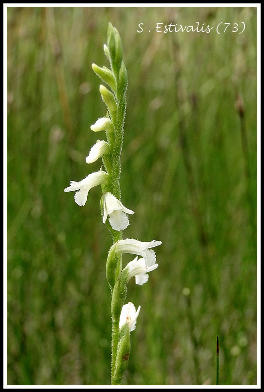 spiranthes estivalis (73) Dsc03215