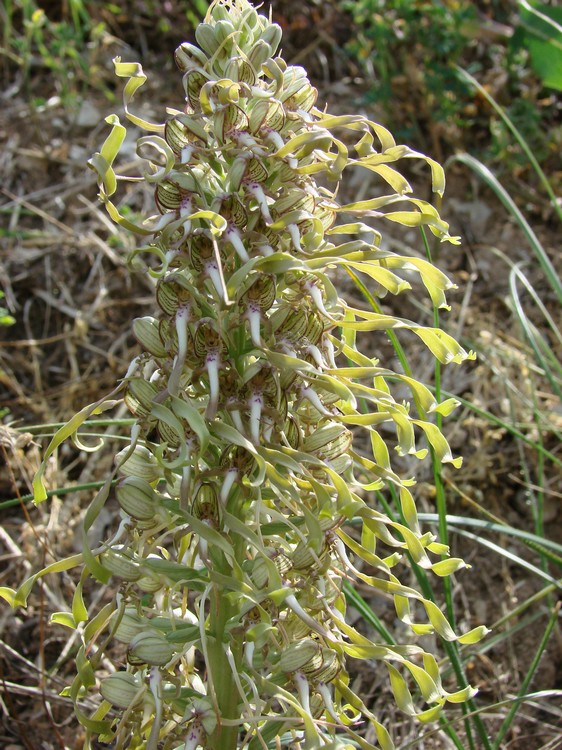 himantoglossum hircinum a jongieux savoie Dsc03990