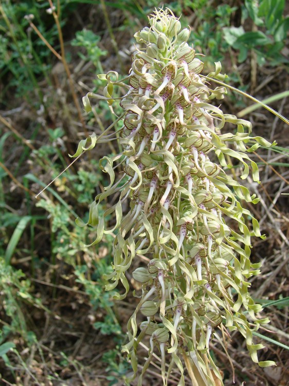 himantoglossum hircinum a jongieux savoie Dsc03995