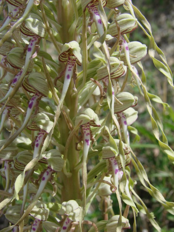 himantoglossum hircinum a jongieux savoie Dsc04044