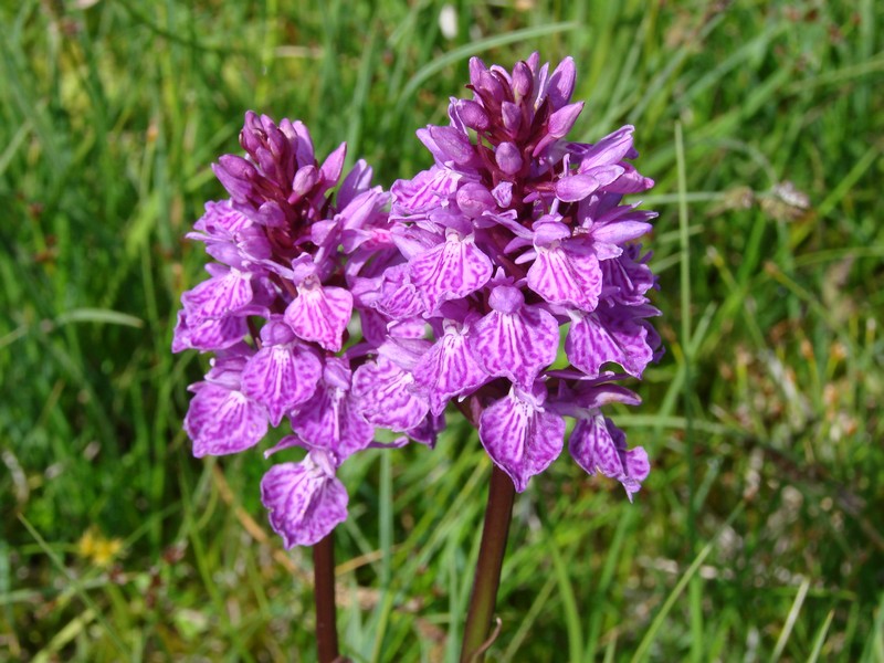 Dactylorhiza savogiensis ( Orchis de Savoie ) Dsc04192