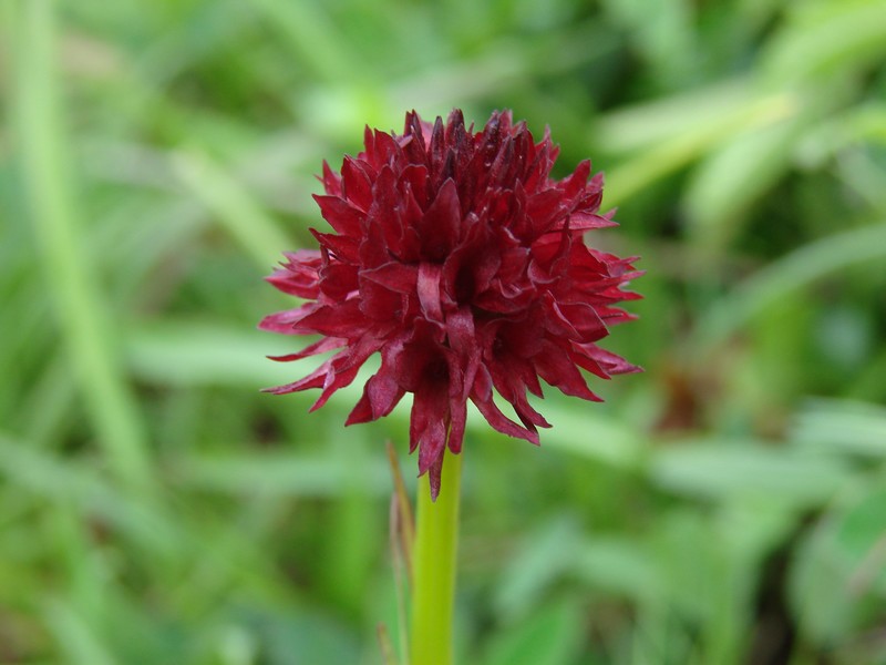 Gymnadenia ( Nigritella ) austriaca ( N. d'Autriche ) Dsc05850