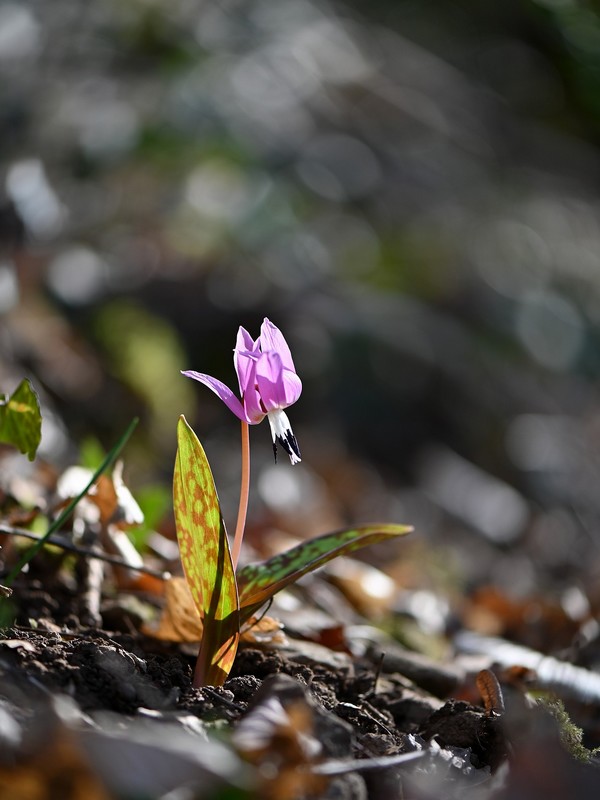 c'est le printemps en Savoie  Dsc1501