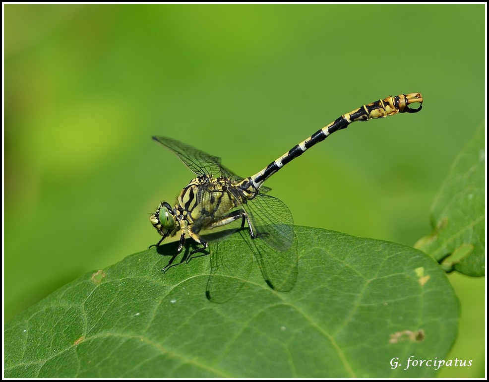 libellules retour sur 2015 FIN Gompheforcipatus