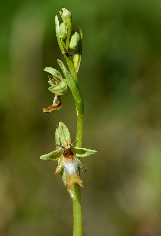  Votre plus bel Ophrys insectifera & Co Granierconjuxculoz006_1