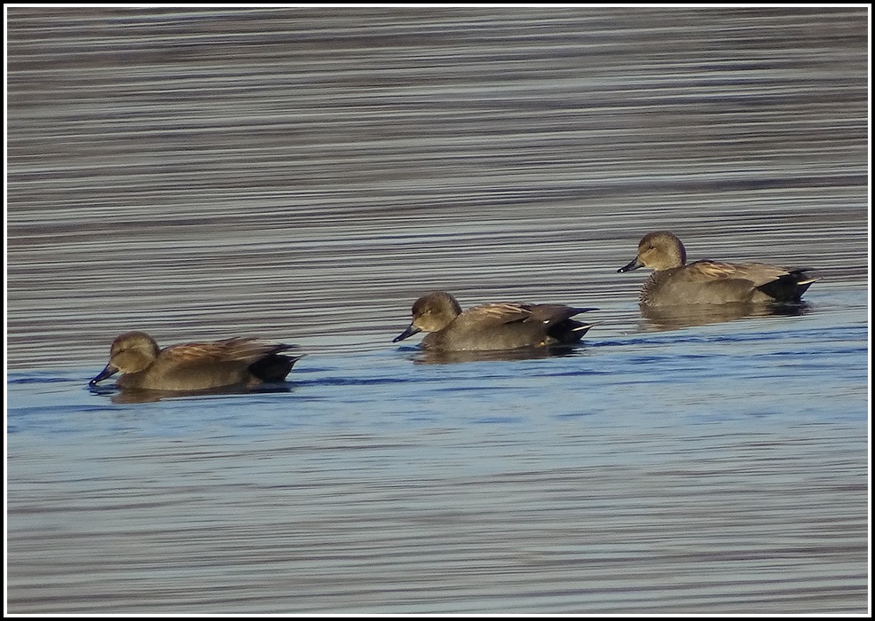 un apm au lac du bourget (73) Lac068