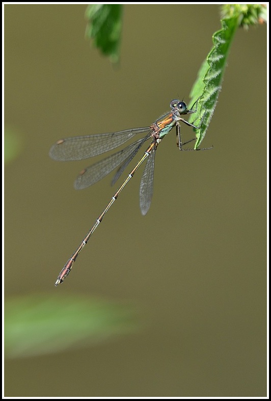 libellules du jour  Lvirens1