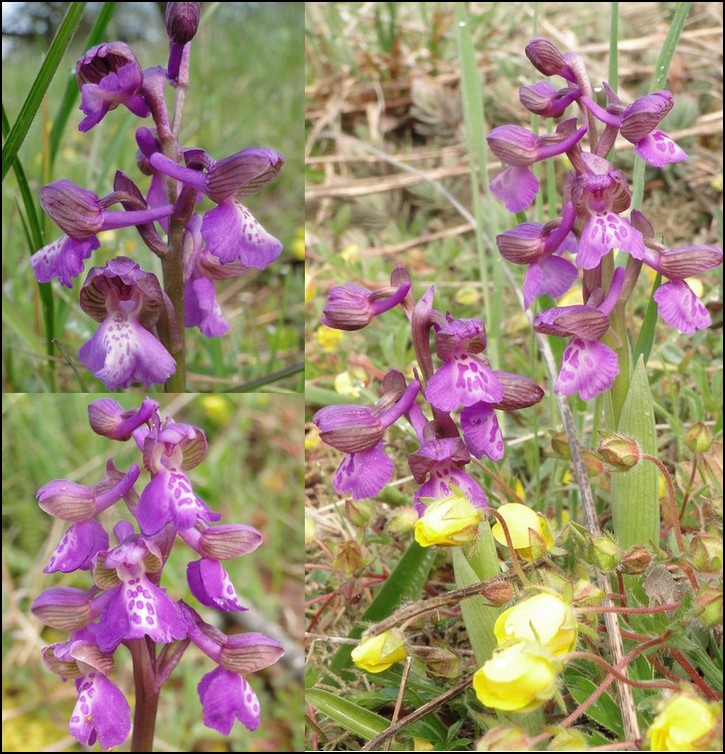 Anacamptis morio ( Orchis bouffon ) Morio1