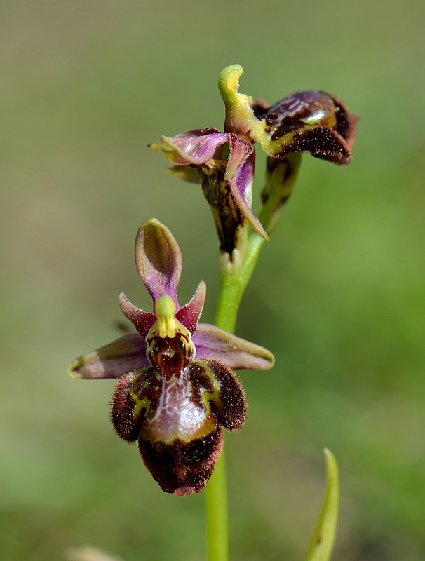 Ophrys fuciflora (SL) X speculum Saintgenis151