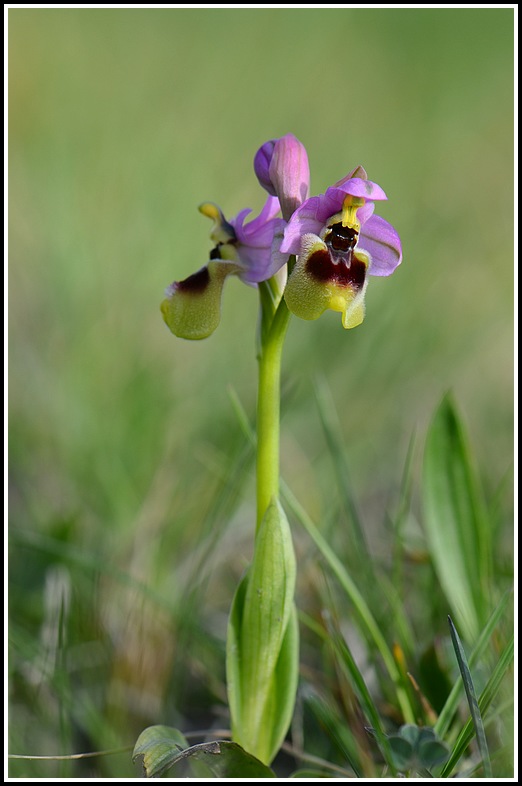 Ophrys tenthredinifera subsp  neglecta ( Ophrys oublié ) Saulce021