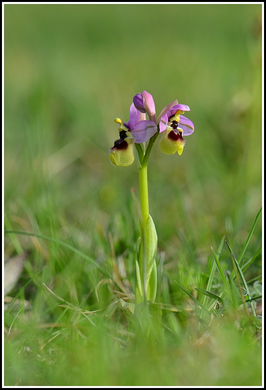 Ophrys tenthredinifera subsp  neglecta ( Ophrys oublié ) Saulce024