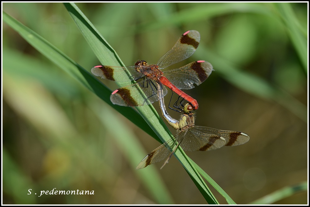 libellules retour sur 2015 FIN Spedemontana