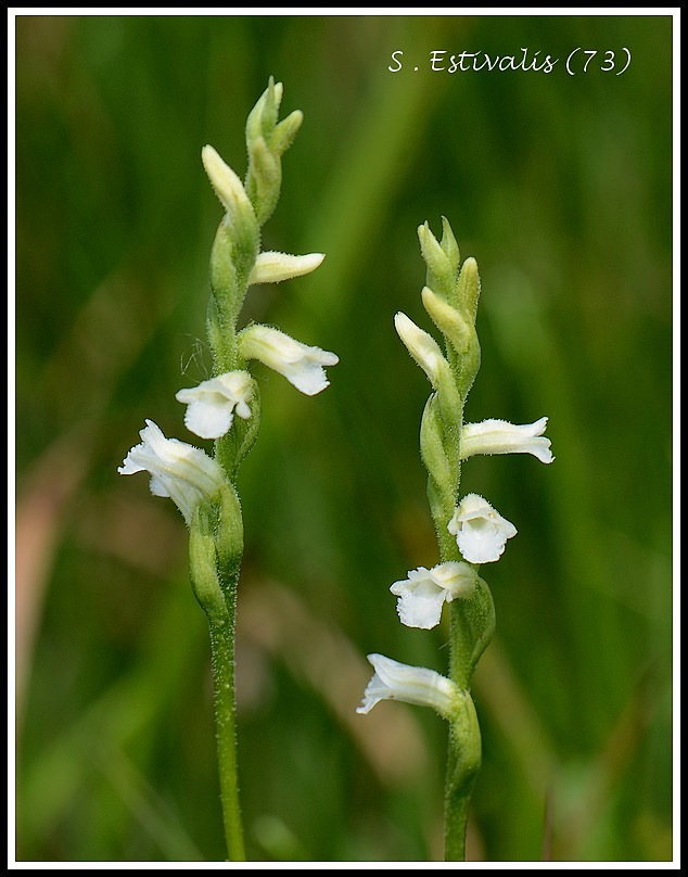 spiranthes estivalis (73) Spiranthes013