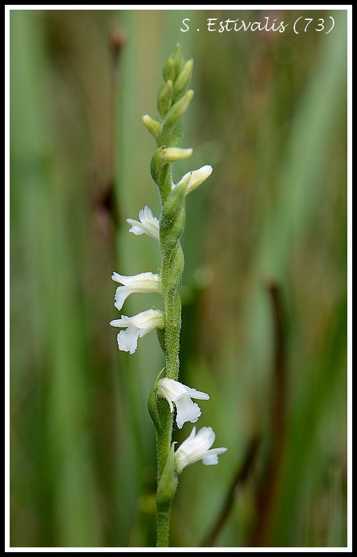 spiranthes estivalis (73) Spiranthes027