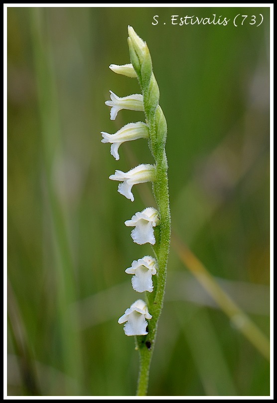 spiranthes estivalis (73) Spiranthes047