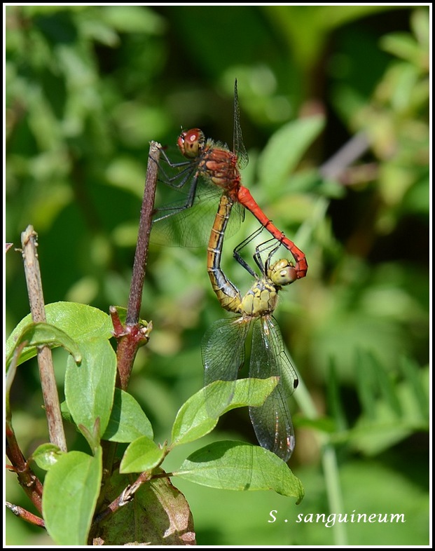 libellules retour sur 2015 FIN - Page 2 Ssanguineum_2