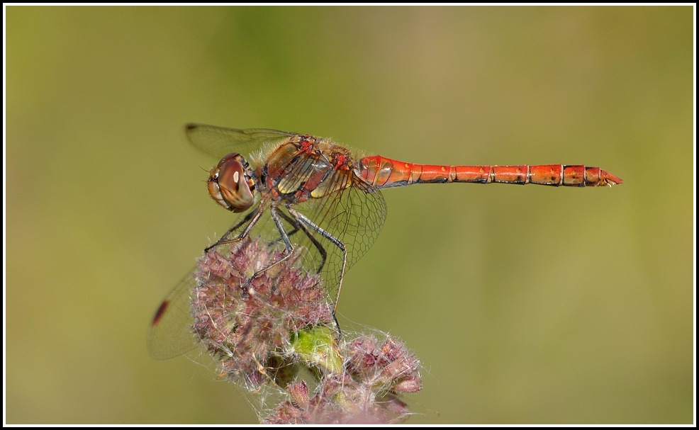 libellules du jour  Sstriolatum