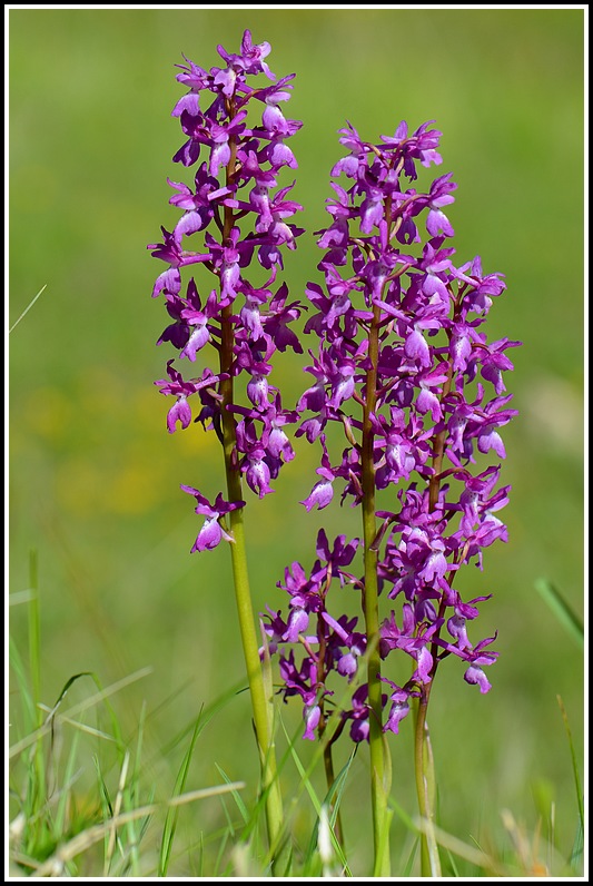 Orchis mascula X provincialis (Orchis x penzigiana)  Stgenis122