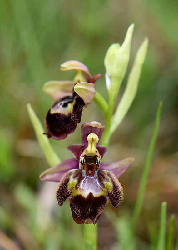 Ophrys fuciflora (SL) X speculum Stgenisbeaumont290