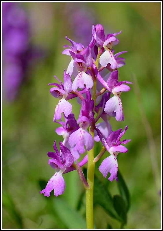 Orchis mascula X provincialis (Orchis x penzigiana)  Stgeniscols574