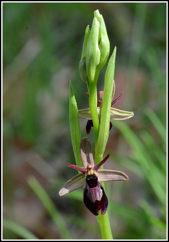 Ophrys bertolonii saratoi ( O. drumana ) x insectifera  Stgeniscrussol041