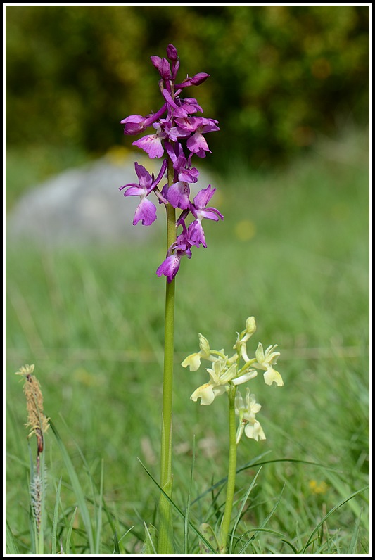 Orchis mascula X provincialis (Orchis x penzigiana)  Stgeniscrussol237