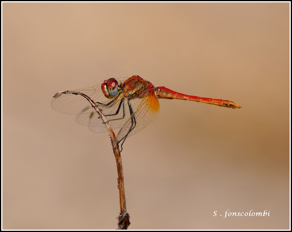 libellules retour sur 2015 FIN Sympetrumfonscolombimale