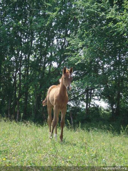 calendrier Poulain01