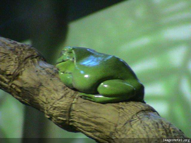 Lancement  d un thread sans enigmes Grenouille