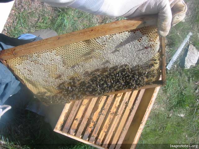 Mise en place d'une ruche et installation - Page 2 Img7297