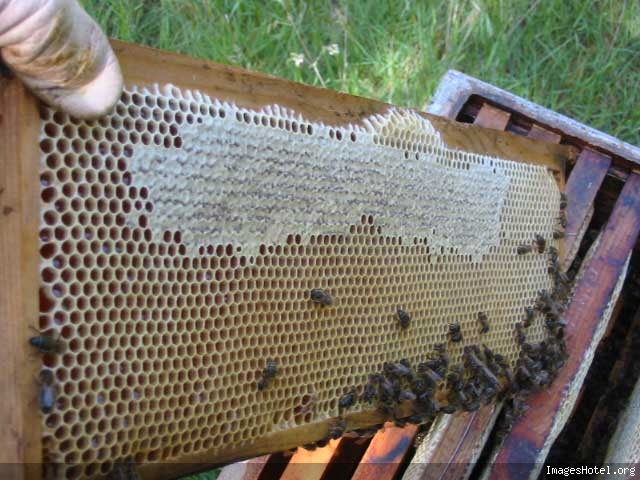 Apiculture & ruchers Img7323
