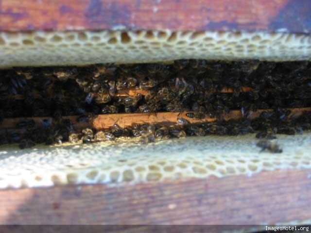 Apiculture & ruchers Img7324