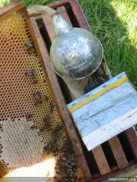Apiculture & ruchers Img7330